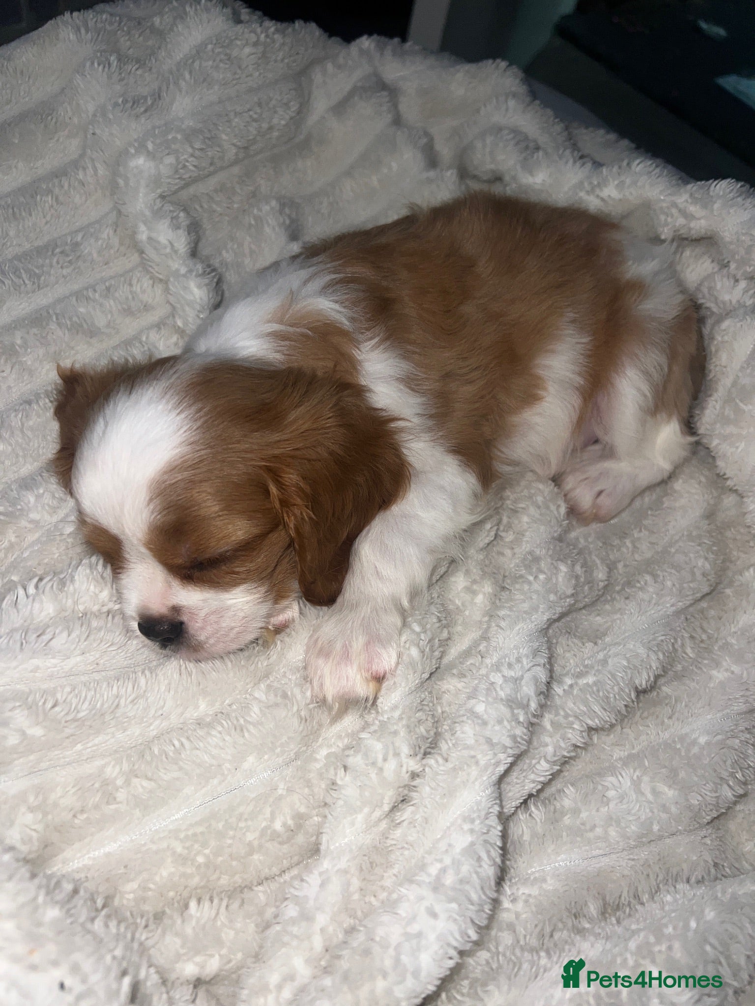 Cavalier King Charles Spaniel dogs DNA tested cavalier King Charles puppies ready now - Advert 1