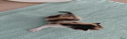 Mixed Breed cats for sale: 3 male and 2 female kittens - Advert 9