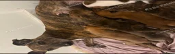Lurcher dogs for sale: Lurcher puppy in Preston - Advert 3