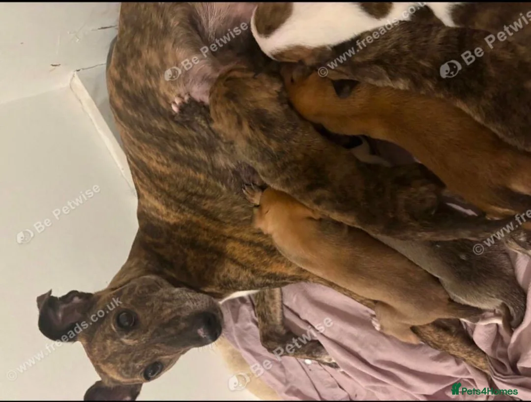 Lurcher dogs for sale: Lurcher puppy in Preston - Advert 3