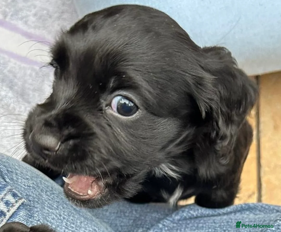 Cocker Spaniel dogs for sale: Beautiful working Cocker Spaniels  - Advert 2