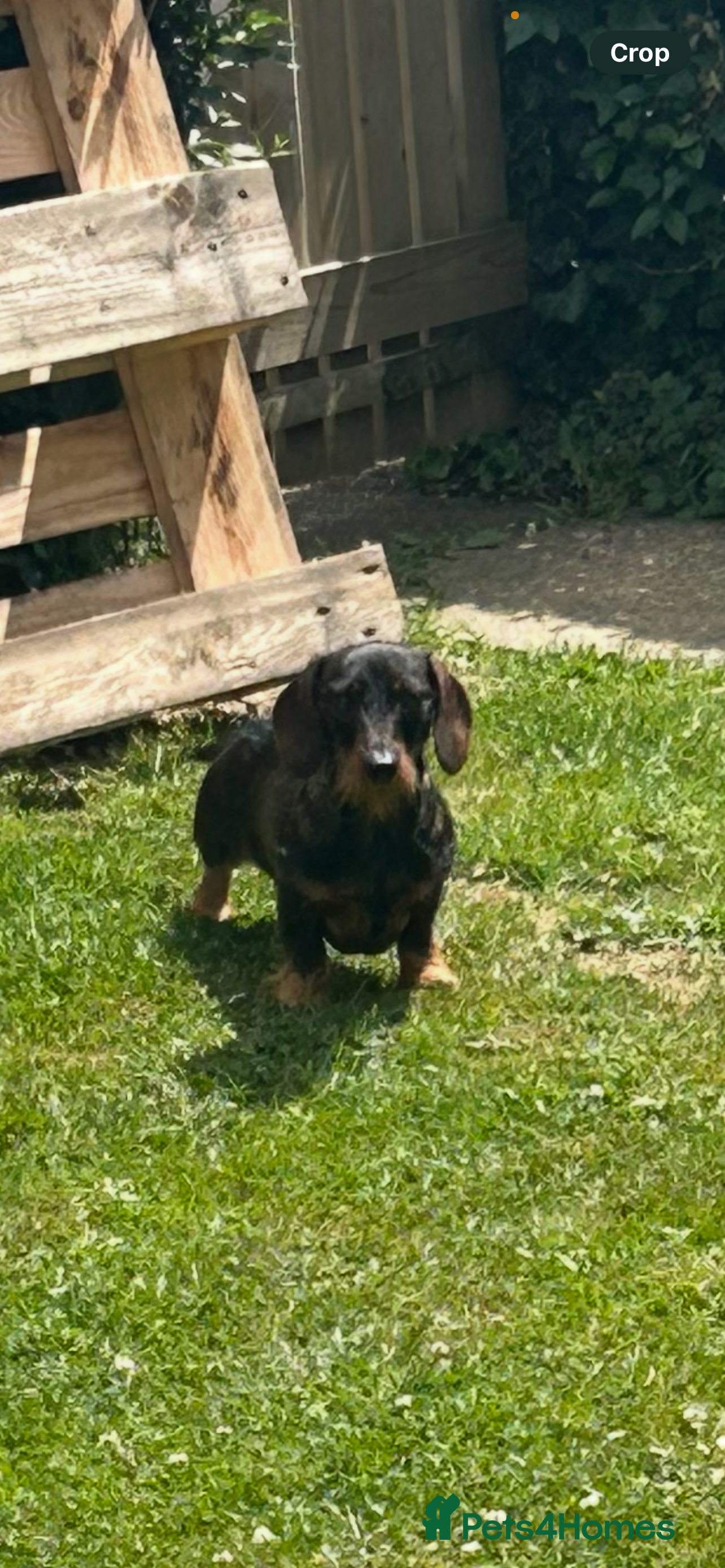 Miniature Dachshund dogs Mini wire haired dachshund for stud - Advert 12