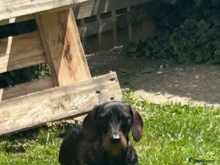 Miniature Dachshund dogs Mini wire haired dachshund for stud - Advert 12