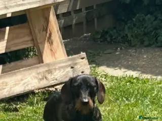 Miniature Dachshund dogs Mini wire haired dachshund for stud - Advert 9