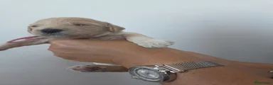 Poochon 6
