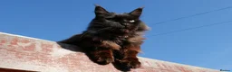 Mixed Breed cats for sale: 🐱 Beautiful Half Maine Coon Kitten For Sale in Llanfairpwllgwyngyll - Advert 4