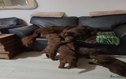 Standard Poodle dogs for stud: Proven Standard Poodle For Stud in Belper - Image 15