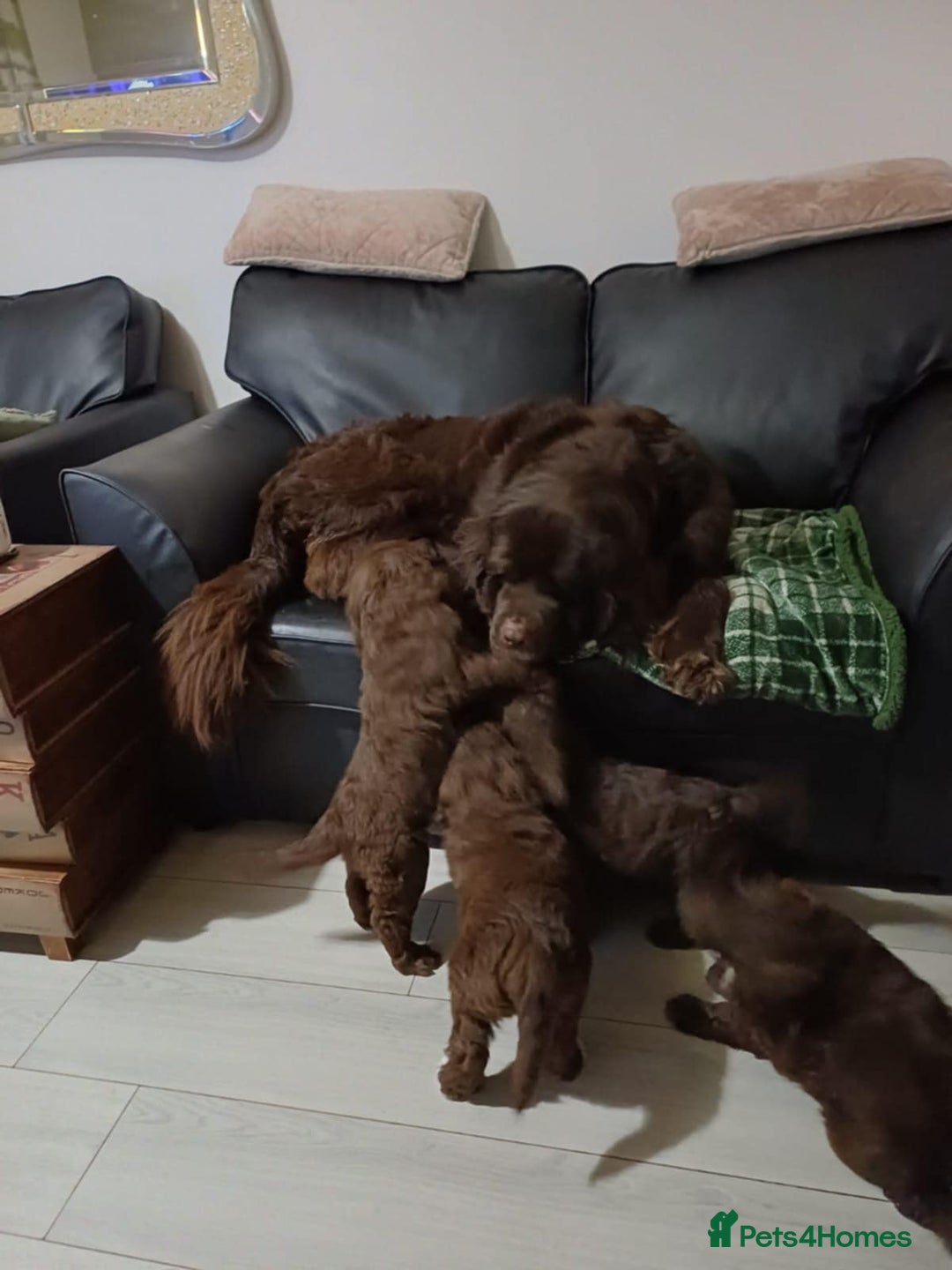 Standard Poodle dogs for stud: Proven Standard Poodle For Stud in Belper - Image 15