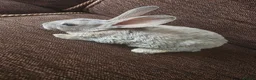 Mixed Breed rabbits for sale: Wee Rabbits in Ballymena - Advert 4