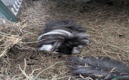 Guinea Pig rodents for sale: 3 female guinea pigs and all equipment with them  - Image 5