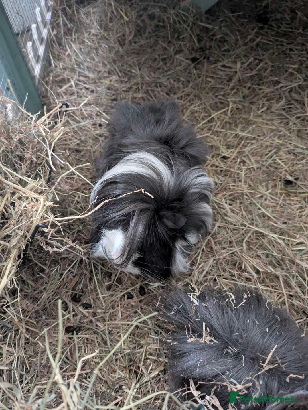 Guinea Pig rodents for sale: 3 female guinea pigs and all equipment with them  - Image 5