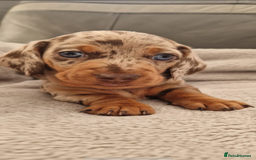 Miniature Dachshund dogs for stud: Miniature Dachshund - Stud - Image 2