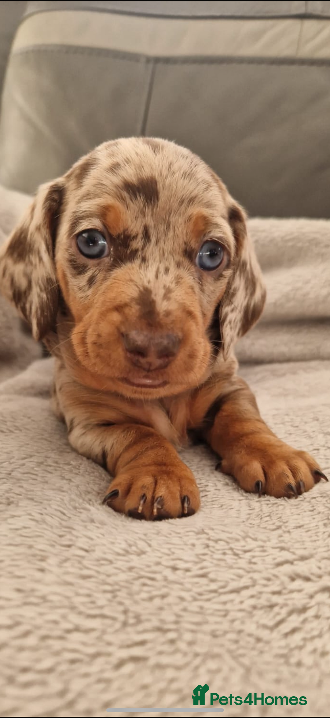 Miniature Dachshund dogs for stud: Miniature Dachshund - Stud - Image 2