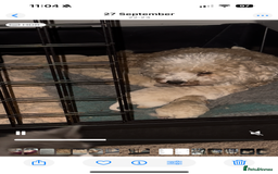Poochon dogs for sale: Poochon Puppies  - Image 14