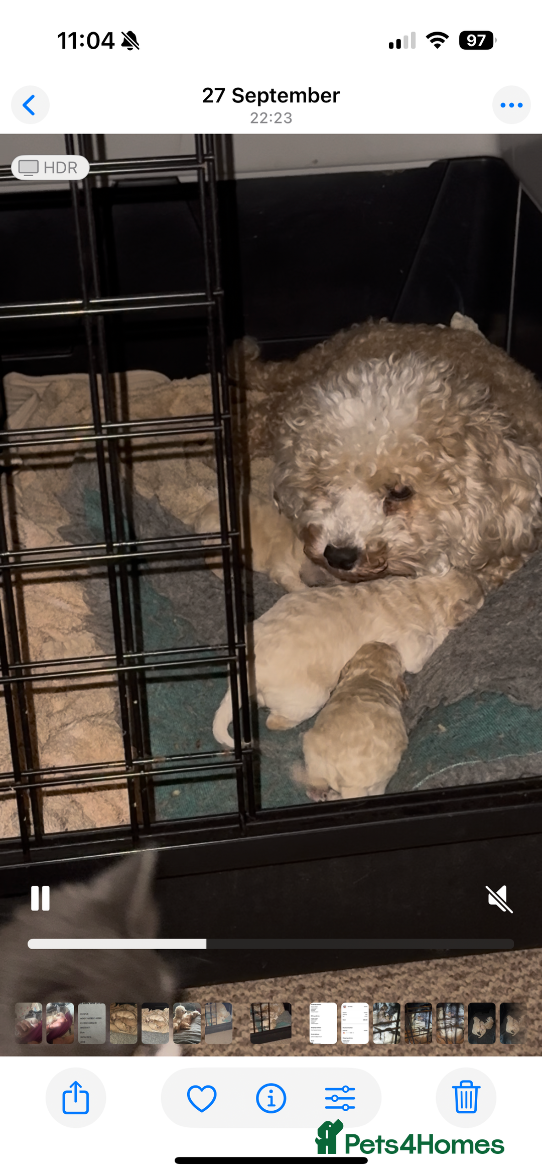 Poochon dogs for sale: Poochon Puppies  - Image 14