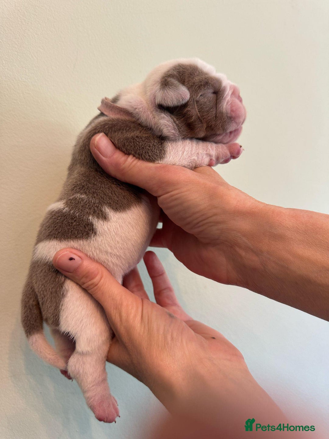 Olde English Bulldogge dogs for stud: Stud dog  in Havant - Image 12