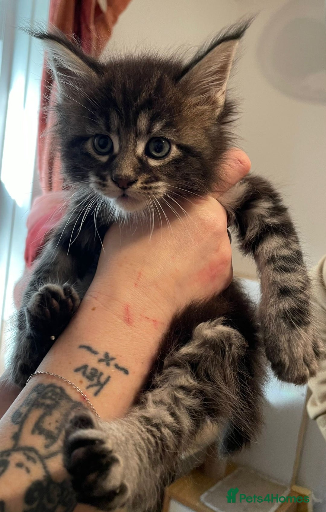 Maine Coon cats for sale: GCCF registered Maine Coon kitten - Advert 6