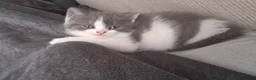 Mixed Breed cats for sale: Mixed Breed (British Shorthair/Domestic) - Advert 19