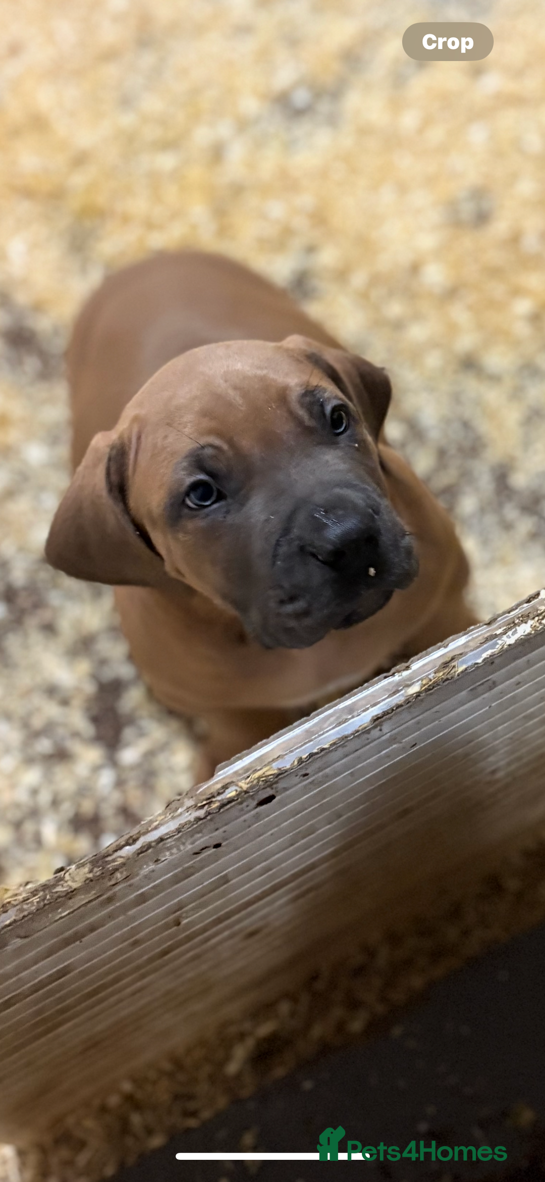 Boerboel dogs for sale: QUALITY NABBR REGISTERED PUPS!  - Advert 8