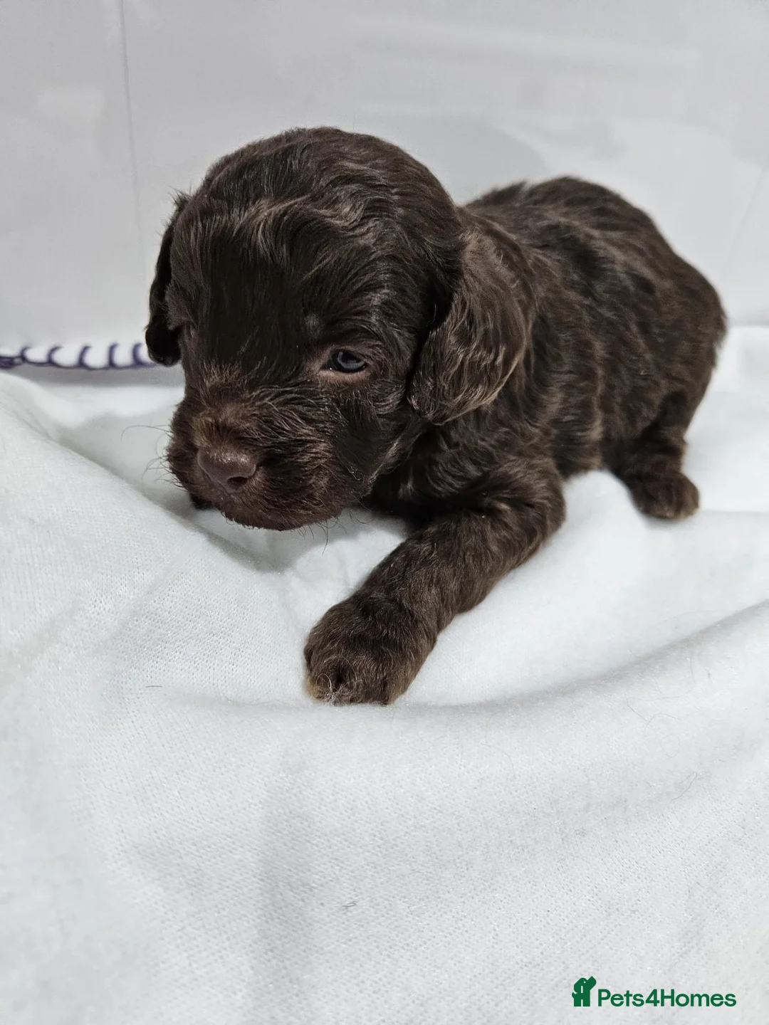 Cavapoo dogs for sale: Stunning Cavapoos Rare Chocolate  - Advert 5