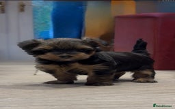 Yorkshire Terrier dogs for sale: Beautiful miniature Yorkie Biewer terriers - Image 24