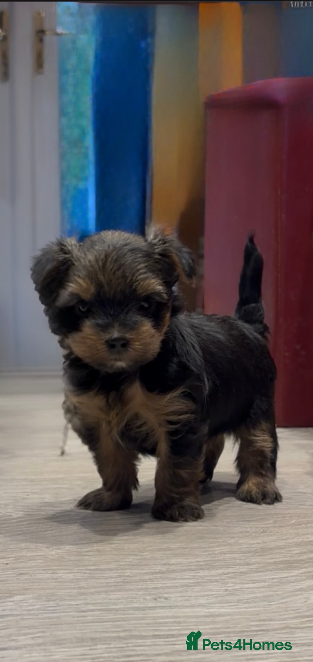 Yorkshire Terrier dogs for sale: Beautiful miniature Yorkie Biewer terriers - Image 24