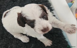 Cockapoo dogs for sale: Lyn Marie Pressley  - Image 9