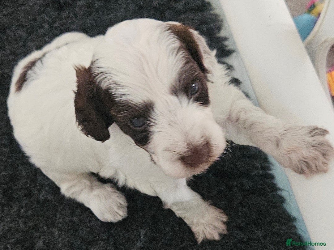 Cockapoo dogs for sale: Lyn Marie Pressley  - Image 9