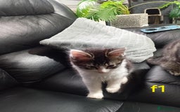 Mixed Breed cats for sale: 4 kittens for sale - Image 4