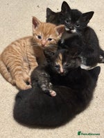 British Shorthair cats - Advert 2