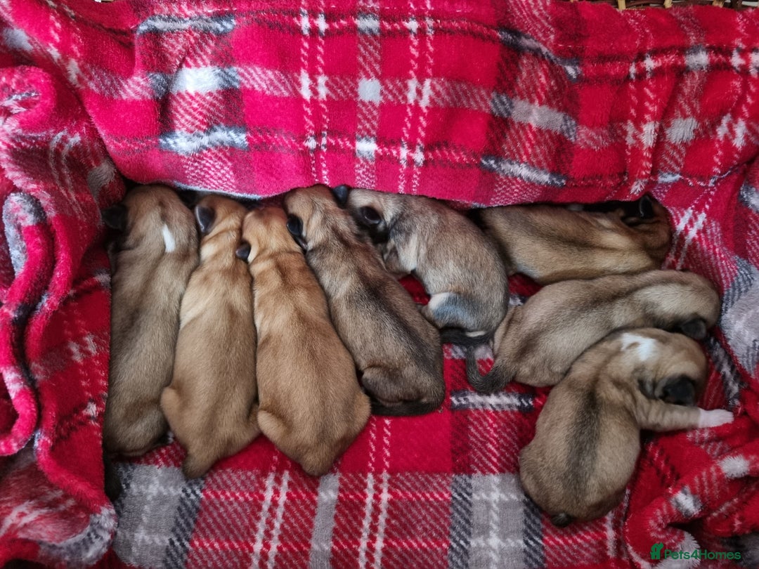 Lhasa Apso dogs for stud: Handsome Lhasa Apso stud (Proven) in Pontefract - Image 11