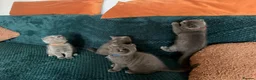 British Shorthair cats for sale: Blue BSH kittens ready new home - Advert 17