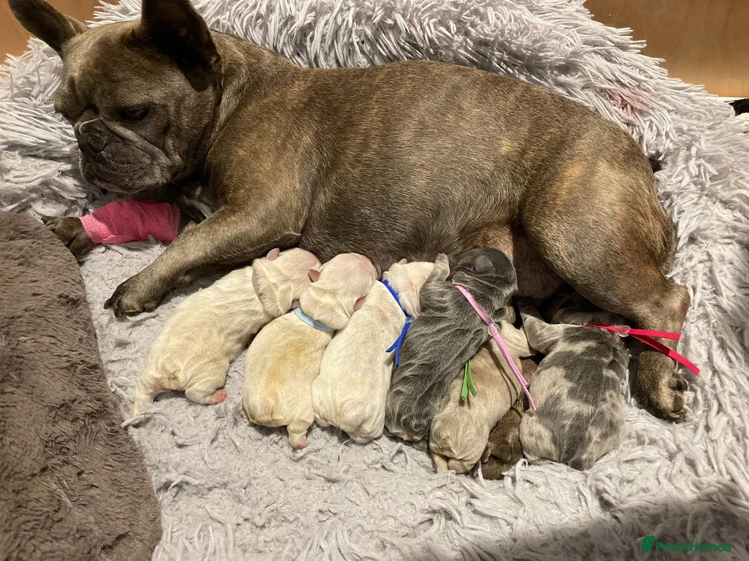 French Bulldog dogs for stud: Lilac merle French bulldog for stud  in Stevenage - Advert 22