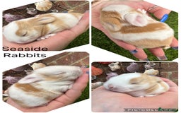 Mini Lop rabbits for sale: Stunning mini lops - Image 1