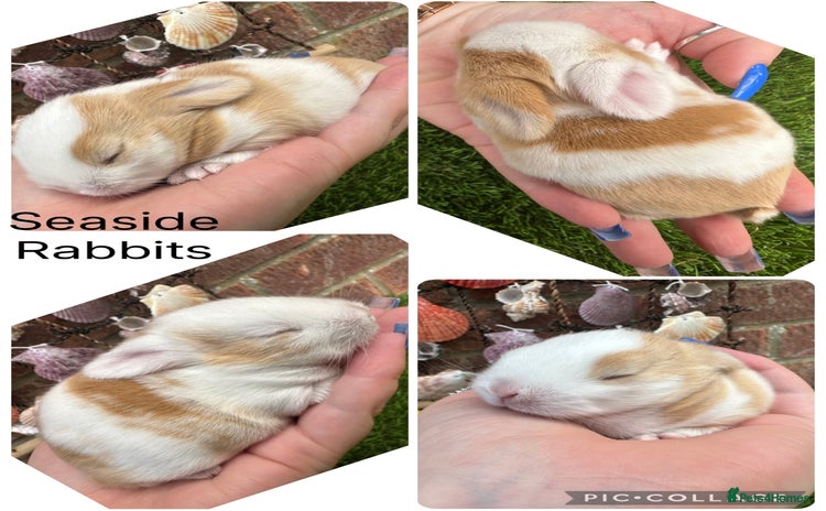 Mini Lop rabbits - Advert 12