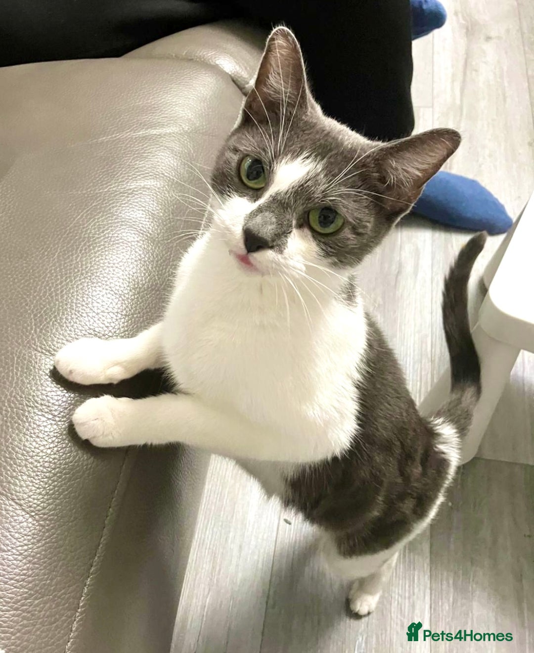 Mixed Breed cats for sale: Cat for sale  - Advert 1