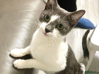 Mixed Breed cats Cat for sale - Advert 4