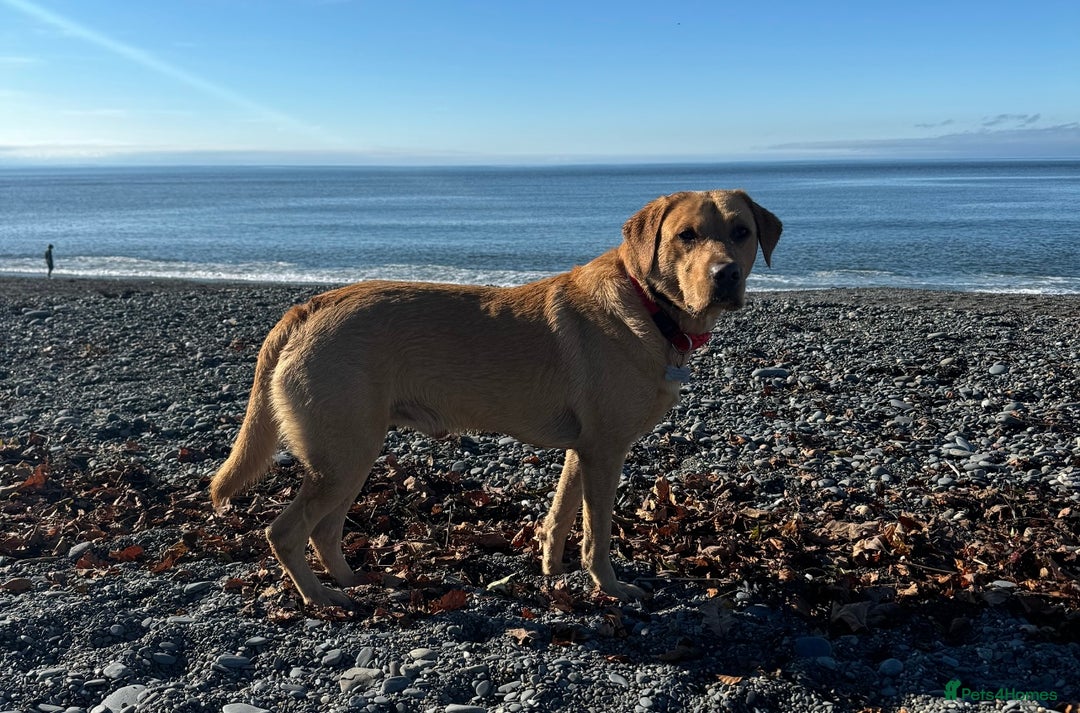 Labrador Retriever dogs for stud: 4 Year Old Fox Red Labrador Retriever  - Image 2