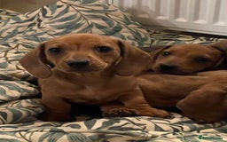 Miniature Dachshund dogs for sale: 🌭 Little Sausages Looking for Big Love! ❤️🐾 - Image 19