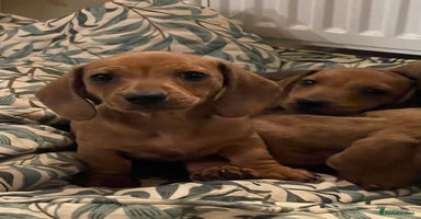 Miniature Dachshund dogs - Advert 5