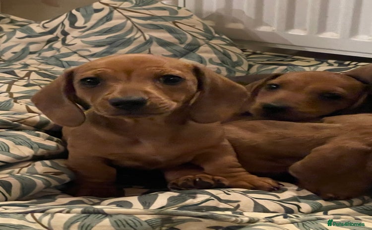 Miniature Dachshund dogs - Advert 2