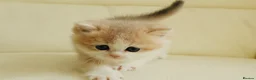 British Shorthair cats for sale: Rare color Bicolor Lilac Golden Chinchilla  - Advert 9