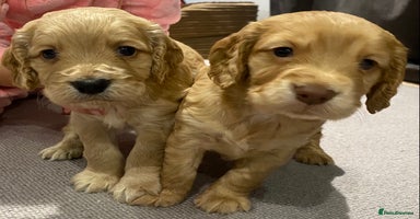Cocker Spaniel dogs - Advert 13