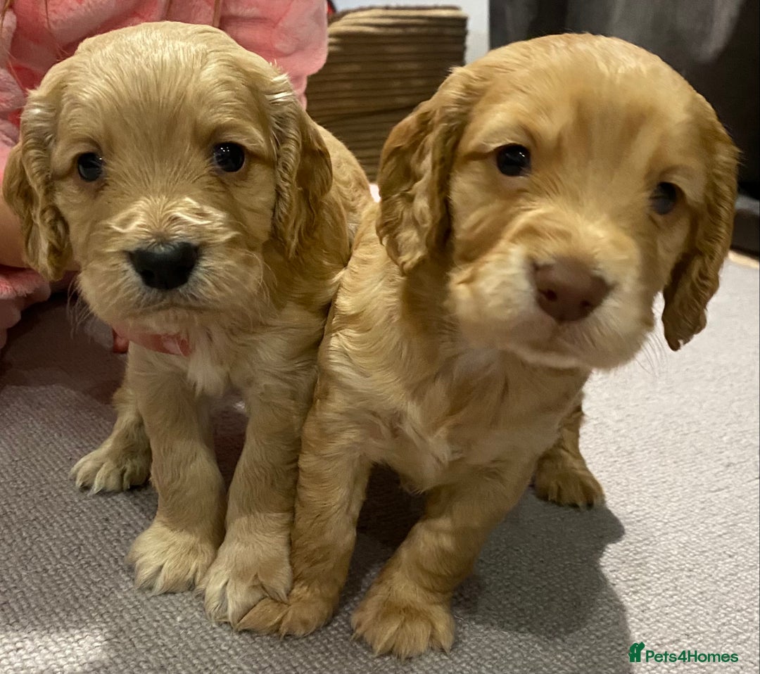 Cocker Spaniel dogs for sale: Working cocker spaniel puppies  - Image 3