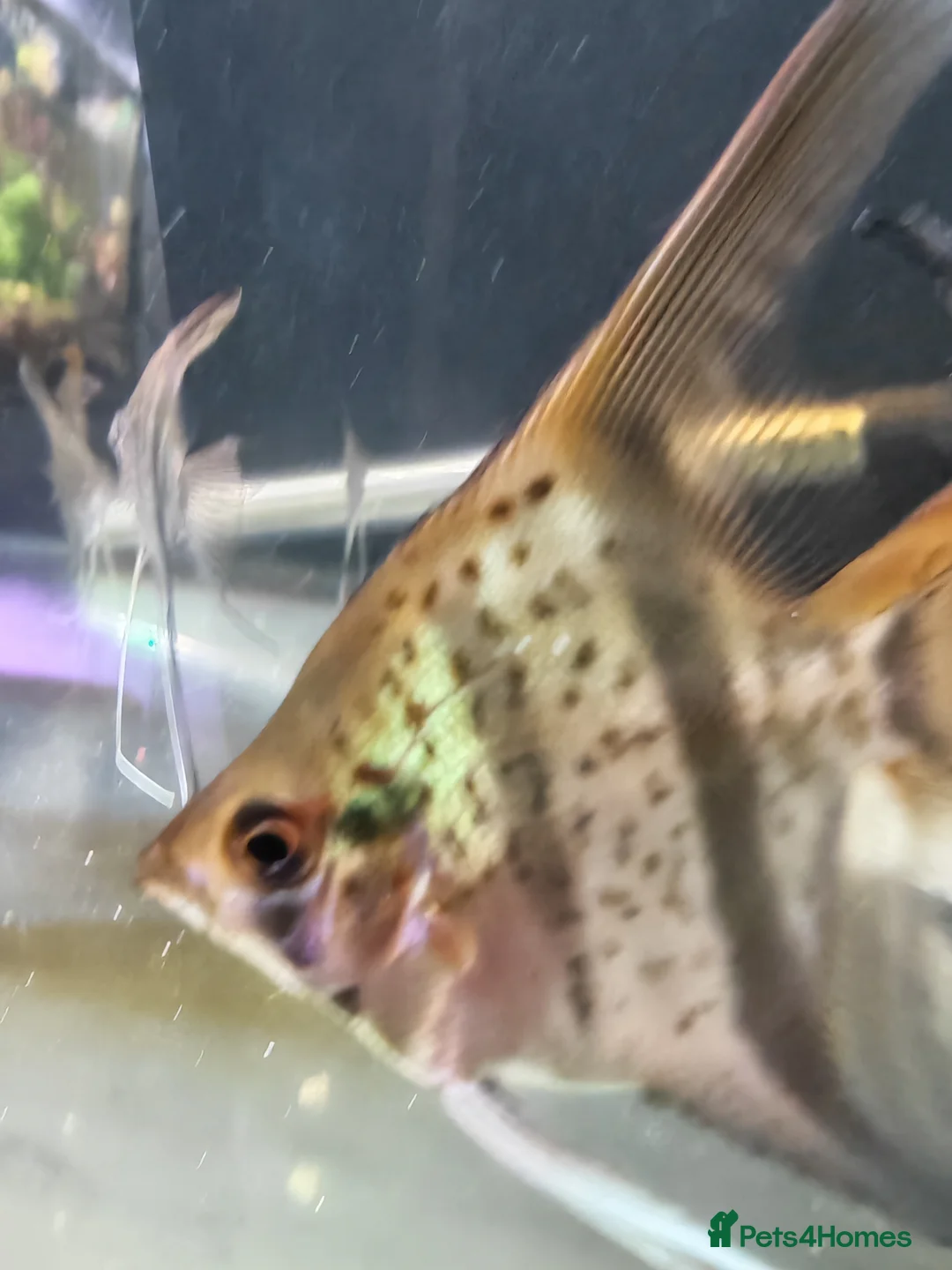 Angelfish fish for sale: Rare Guyana red dragon angelfish  in Runcorn - Advert 2