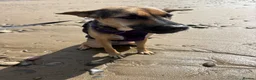 Mixed Breed dogs for sale: Are beautiful roxy - Advert 10