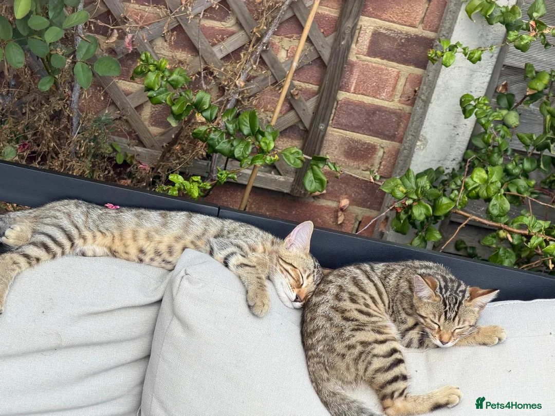 Mixed Breed cats for sale: Bengal x  - Advert 2