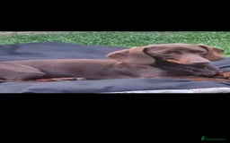 Dachshund dogs for sale: Miniature Dachshund puppy's for sale - Image 9