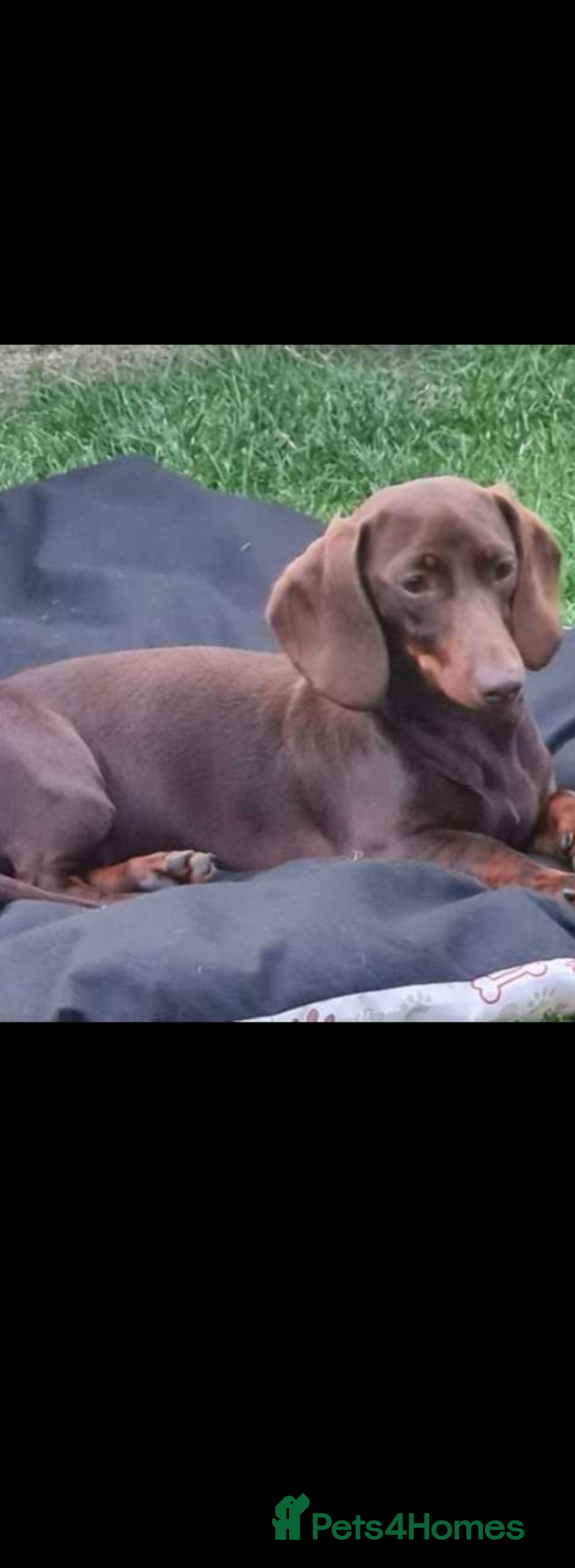 Dachshund dogs for sale: Miniature Dachshund puppy's for sale - Image 9