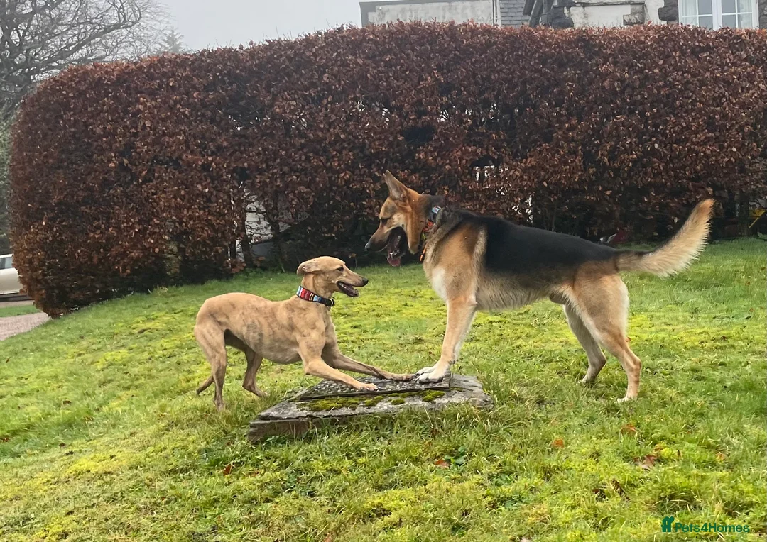 German Shepherd dogs for stud: Spectacular GSD wolfdog *for Stud only* in Dursley - Advert 16